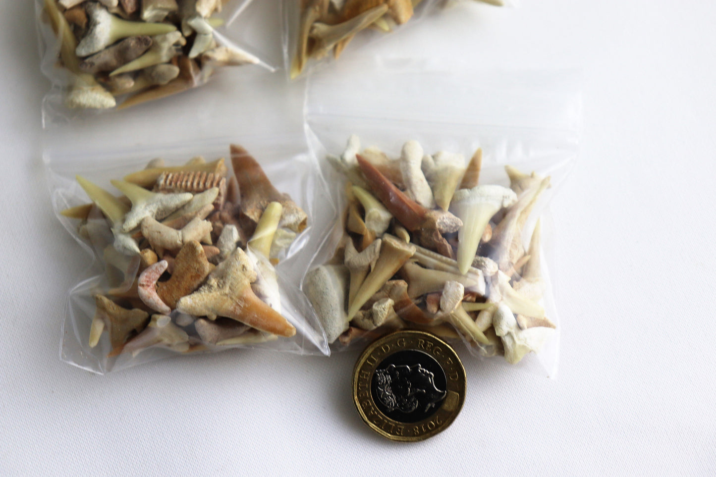 Bag Of Fossil Shark Teeth Great Gift Kids Arts & Crafts