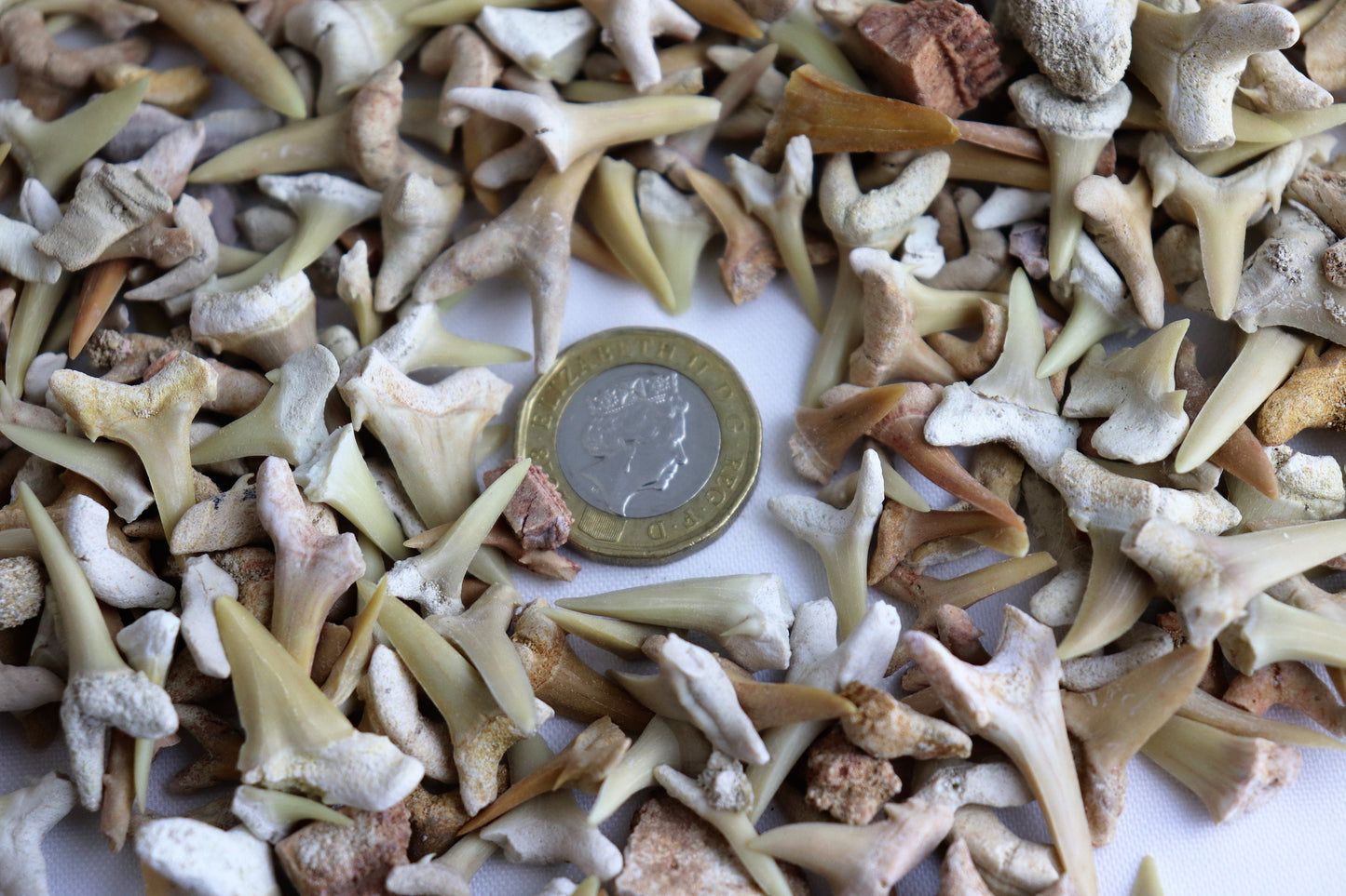 Bag Of Fossil Shark Teeth Great Gift Kids Arts & Crafts