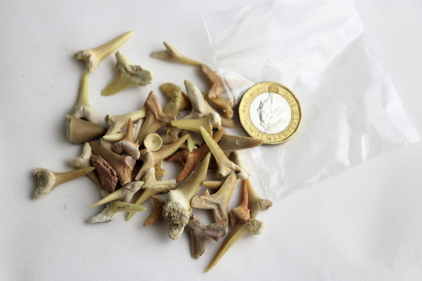 Bag Of Fossil Shark Teeth Great Gift Kids Arts & Crafts