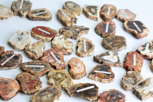 Fossil Wood Slice - Petrified Wood - Madagascar S/M/L