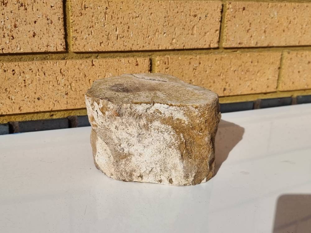 3) Fossil Wood Branch / Stump - Petrified