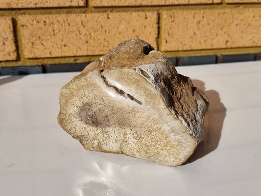 3) Fossil Wood Branch / Stump - Petrified