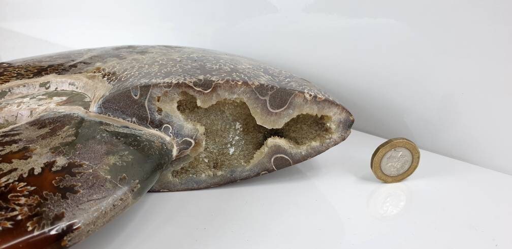 14) Ammonite Fossil Cleoniceras Whole