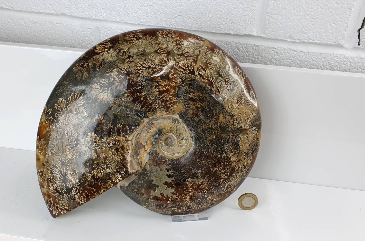 14) Ammonite Fossil Cleoniceras Whole