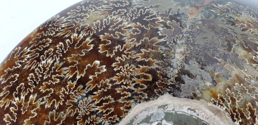 14) Ammonite Fossil Cleoniceras Whole