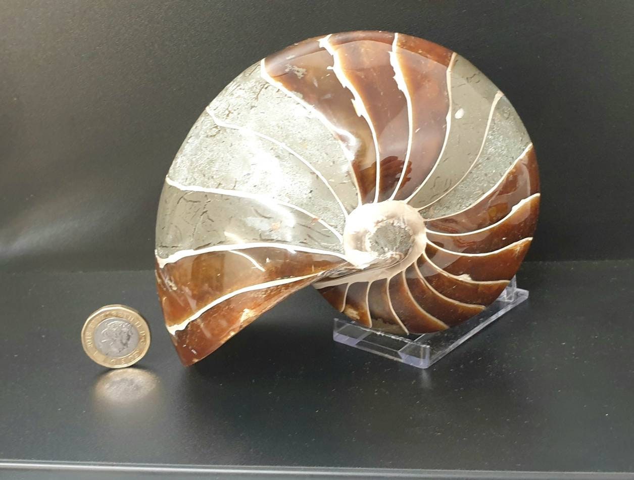 7) Large Nautilus Fossil
