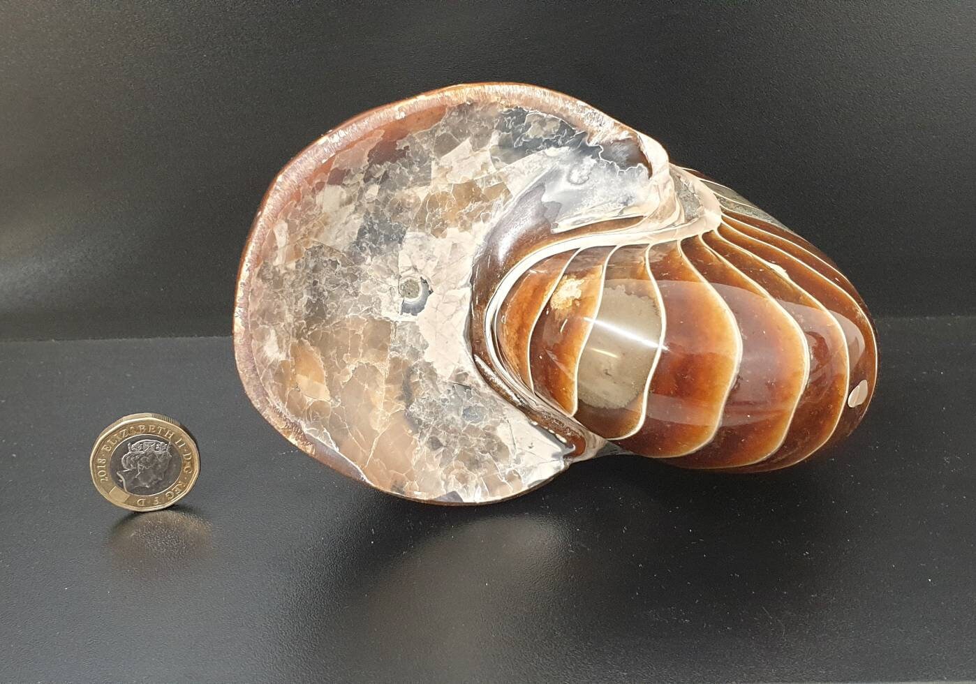 7) Large Nautilus Fossil