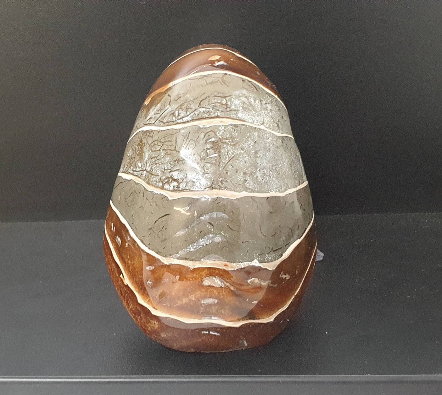 7) Large Nautilus Fossil