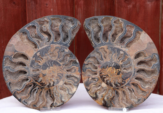 1) Ammonite Fossil Pair Great Unique Gift Home Decor - Madagascar 21cm