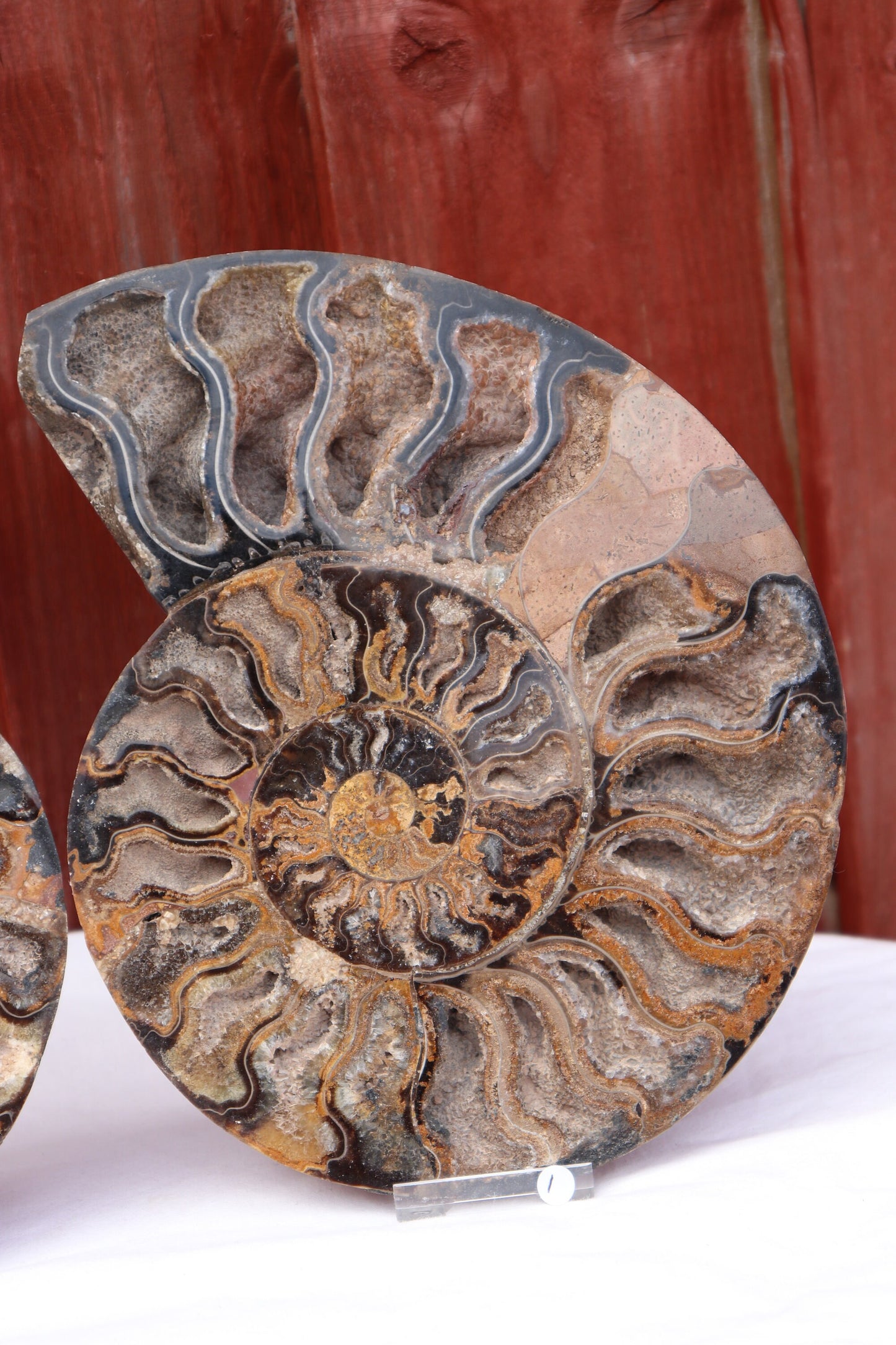 1) Ammonite Fossil Pair Great Unique Gift Home Decor - Madagascar 21cm
