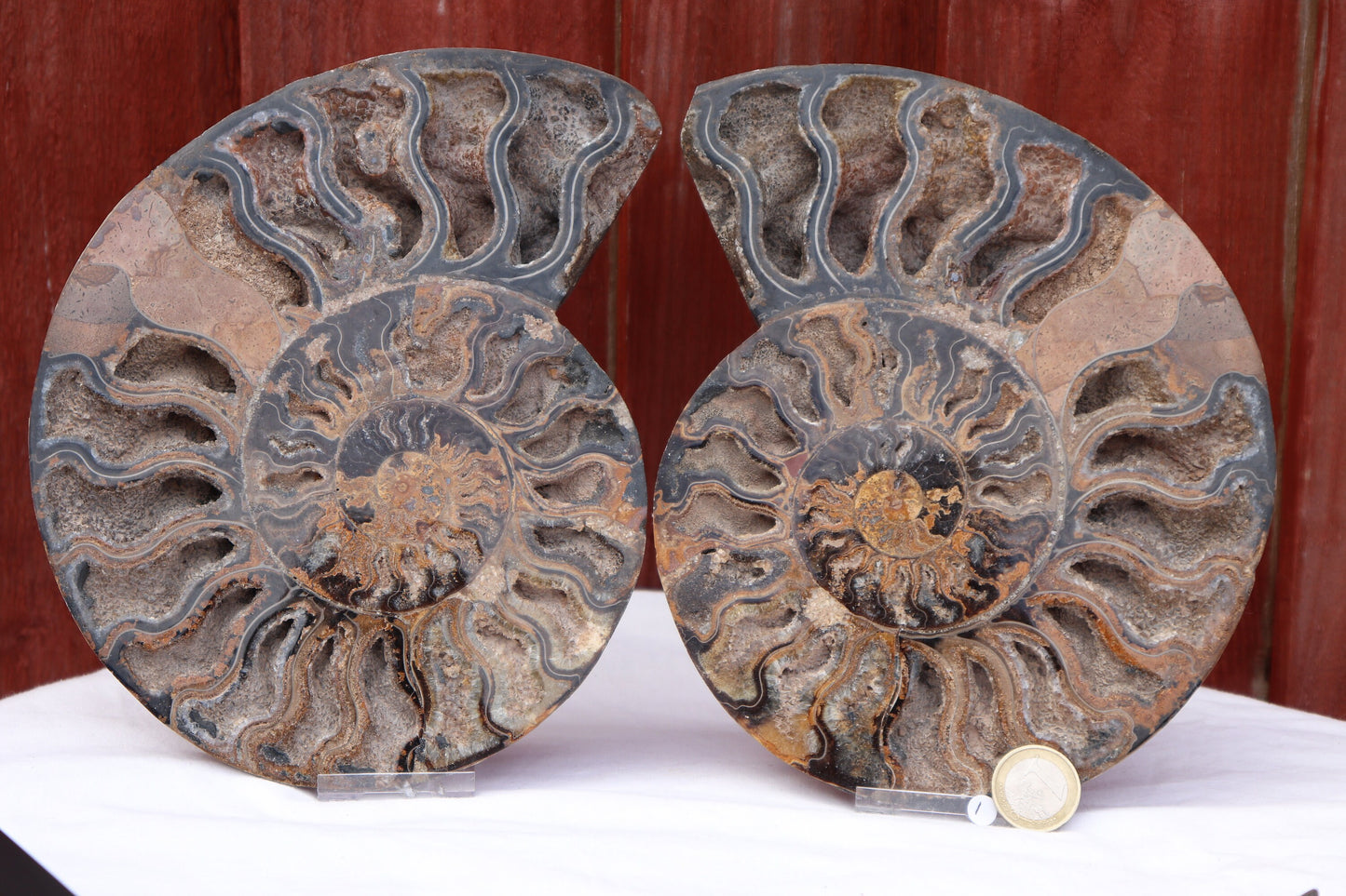 1) Ammonite Fossil Pair Great Unique Gift Home Decor - Madagascar 21cm