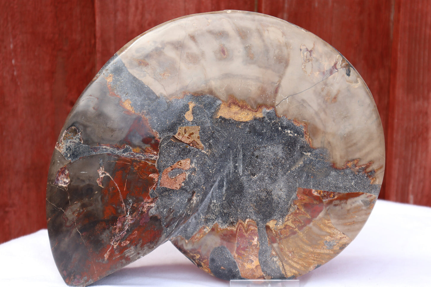 1) Ammonite Fossil Pair Great Unique Gift Home Decor - Madagascar 21cm