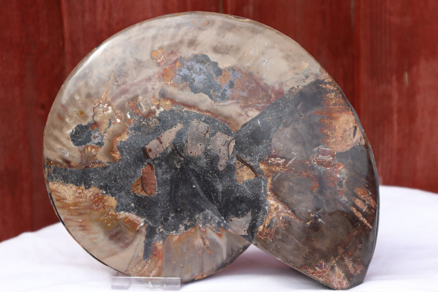 1) Ammonite Fossil Pair Great Unique Gift Home Decor - Madagascar 21cm