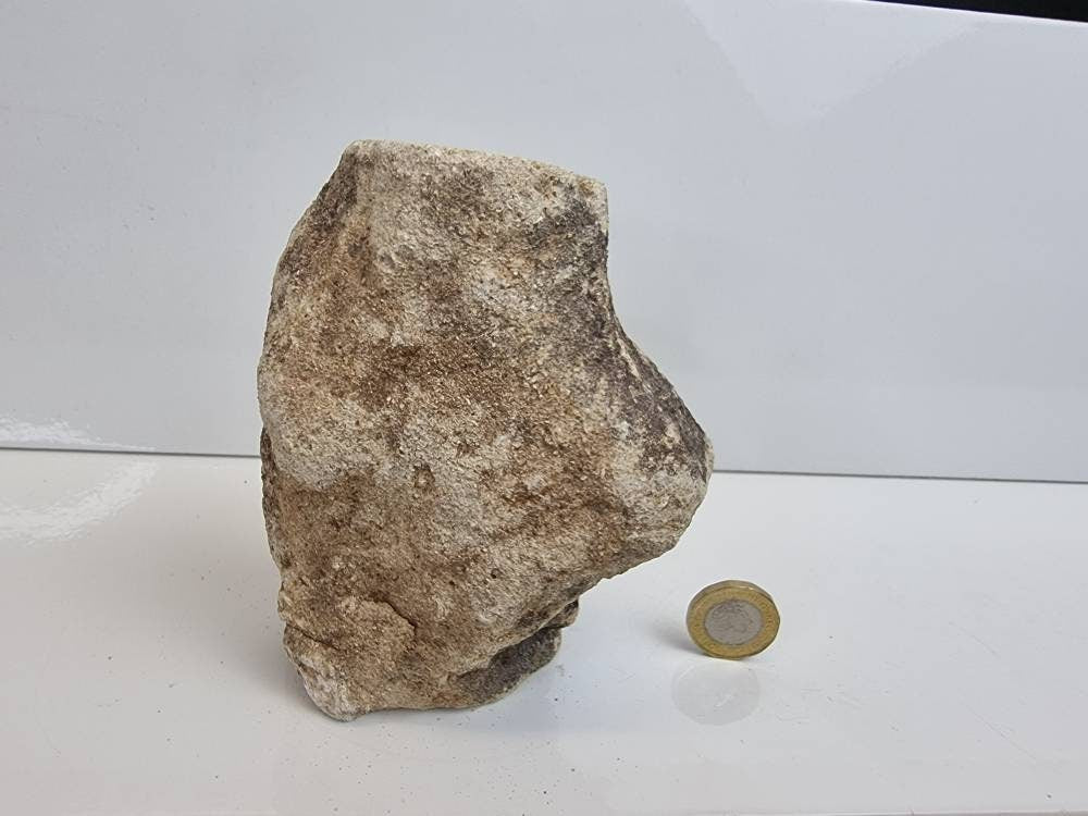 24) Fossil Wood Branch / Stump - Petrified