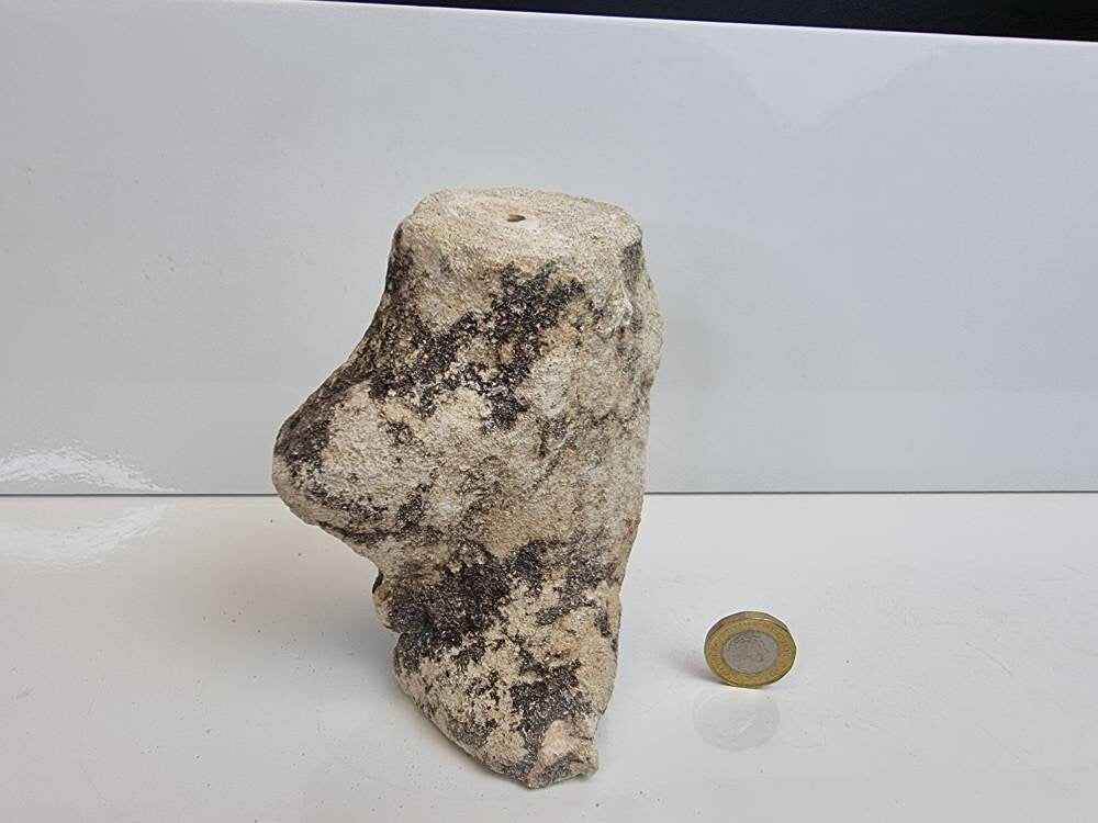 24) Fossil Wood Branch / Stump - Petrified