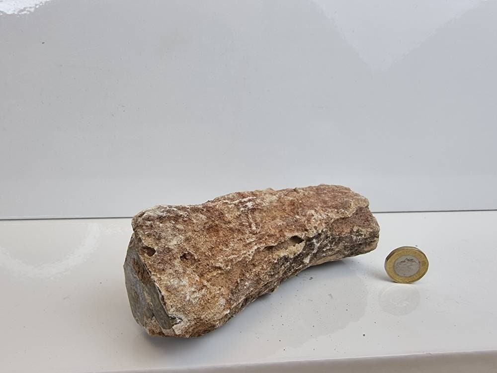 18) Fossil Wood Branch / Stump - Petrified