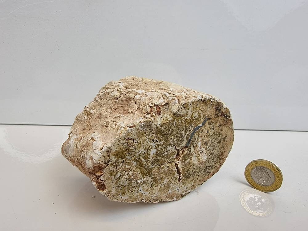 21) Fossil Wood Branch / Stump - Petrified