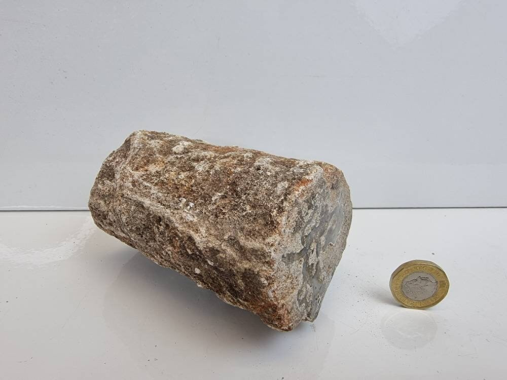 19) Fossil Wood Branch / Stump - Petrified