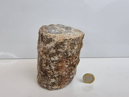 19) Fossil Wood Branch / Stump - Petrified