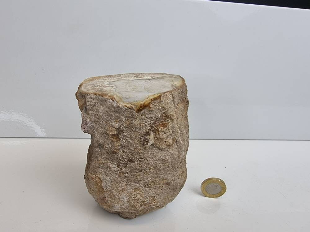 17) Fossil Wood Branch / Stump - Petrified