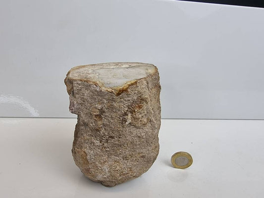 17) Fossil Wood Branch / Stump - Petrified