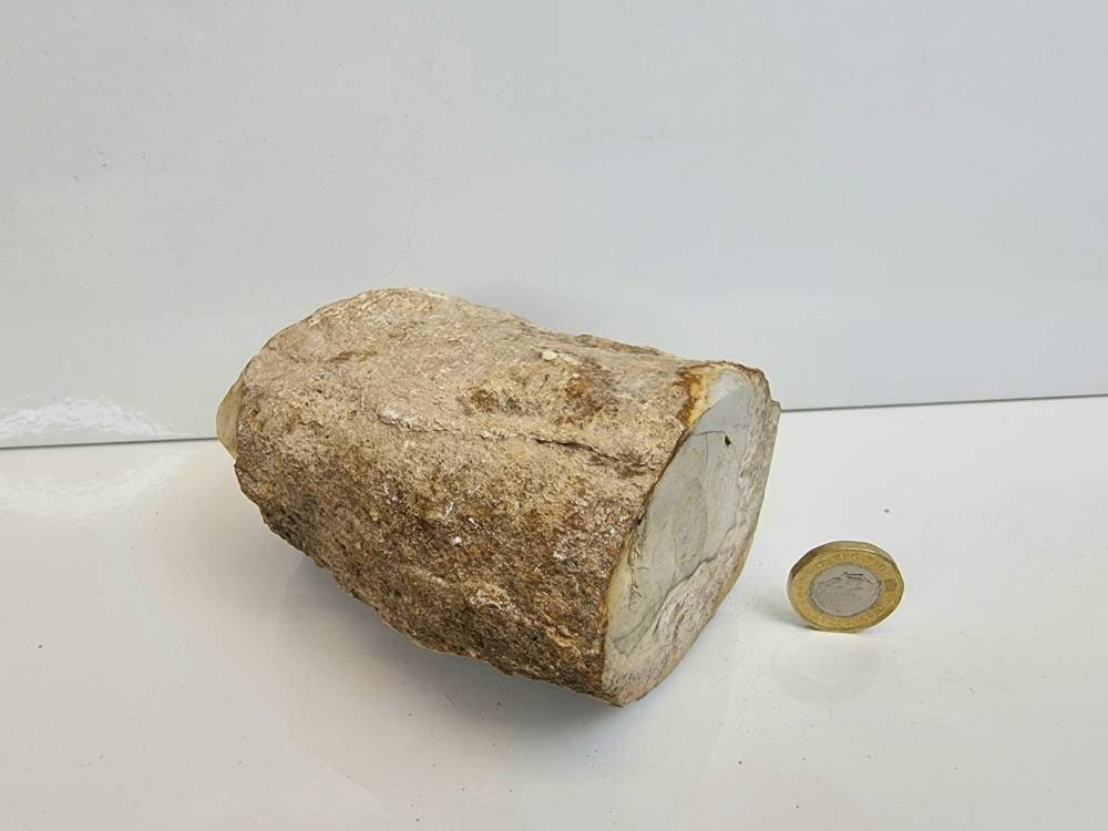 17) Fossil Wood Branch / Stump - Petrified