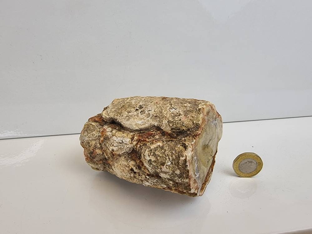 14) Fossil Wood Branch / Stump - Petrified