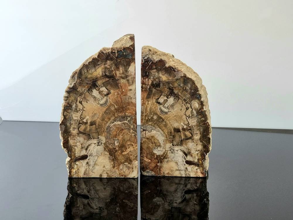 high quality fossil wood bookends