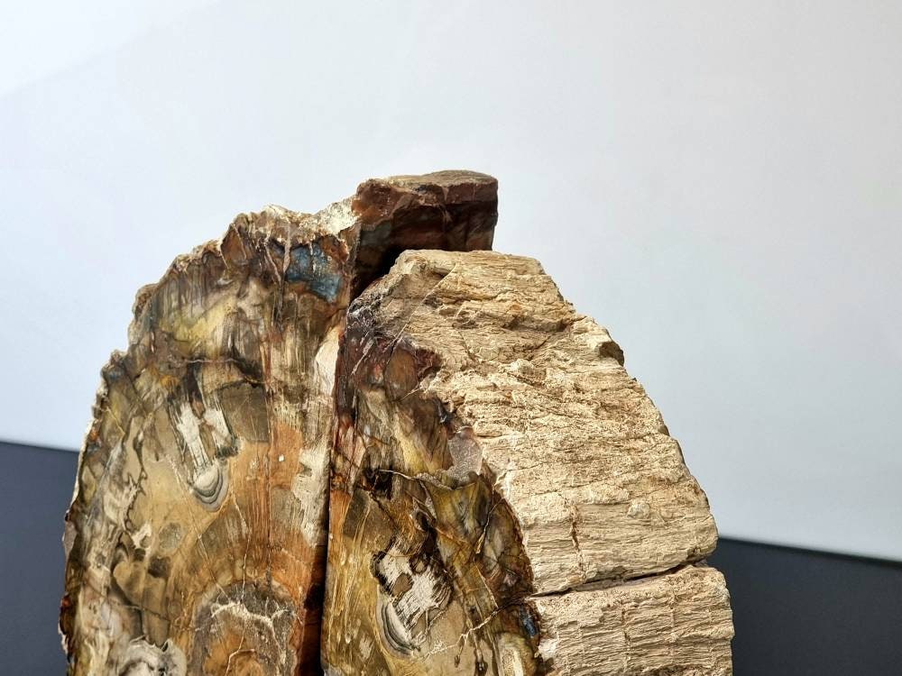 large high quality fossil wood bookends