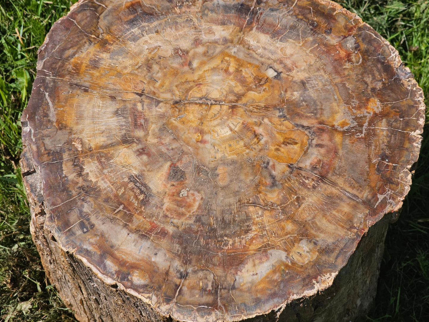 Large Petrified Fossil Wood Stump
