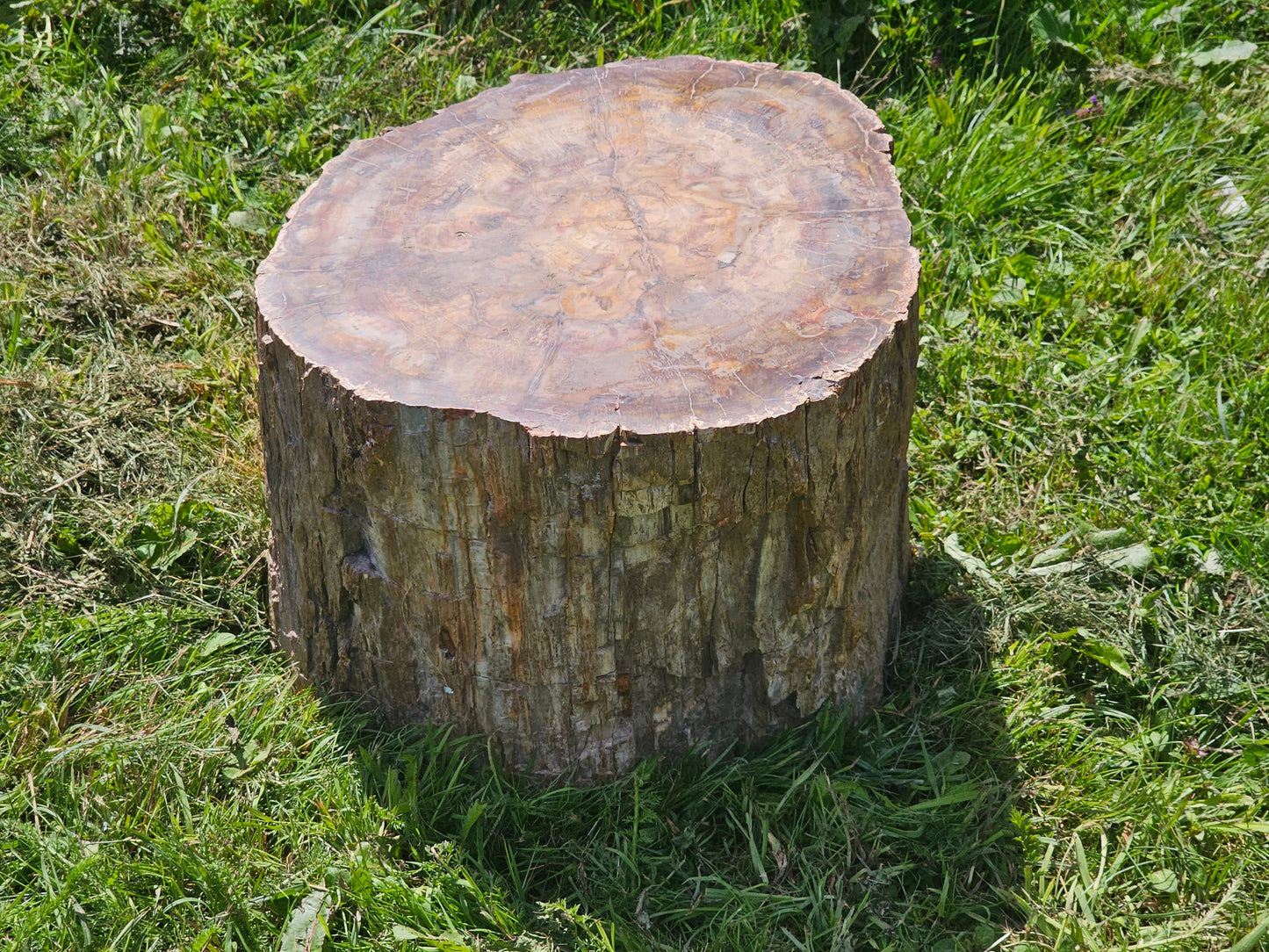 Large Petrified Fossil Wood Stump