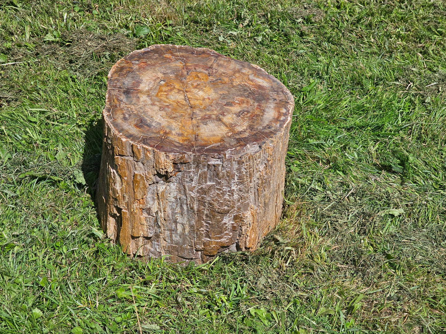 Large Petrified Fossil Wood Stump