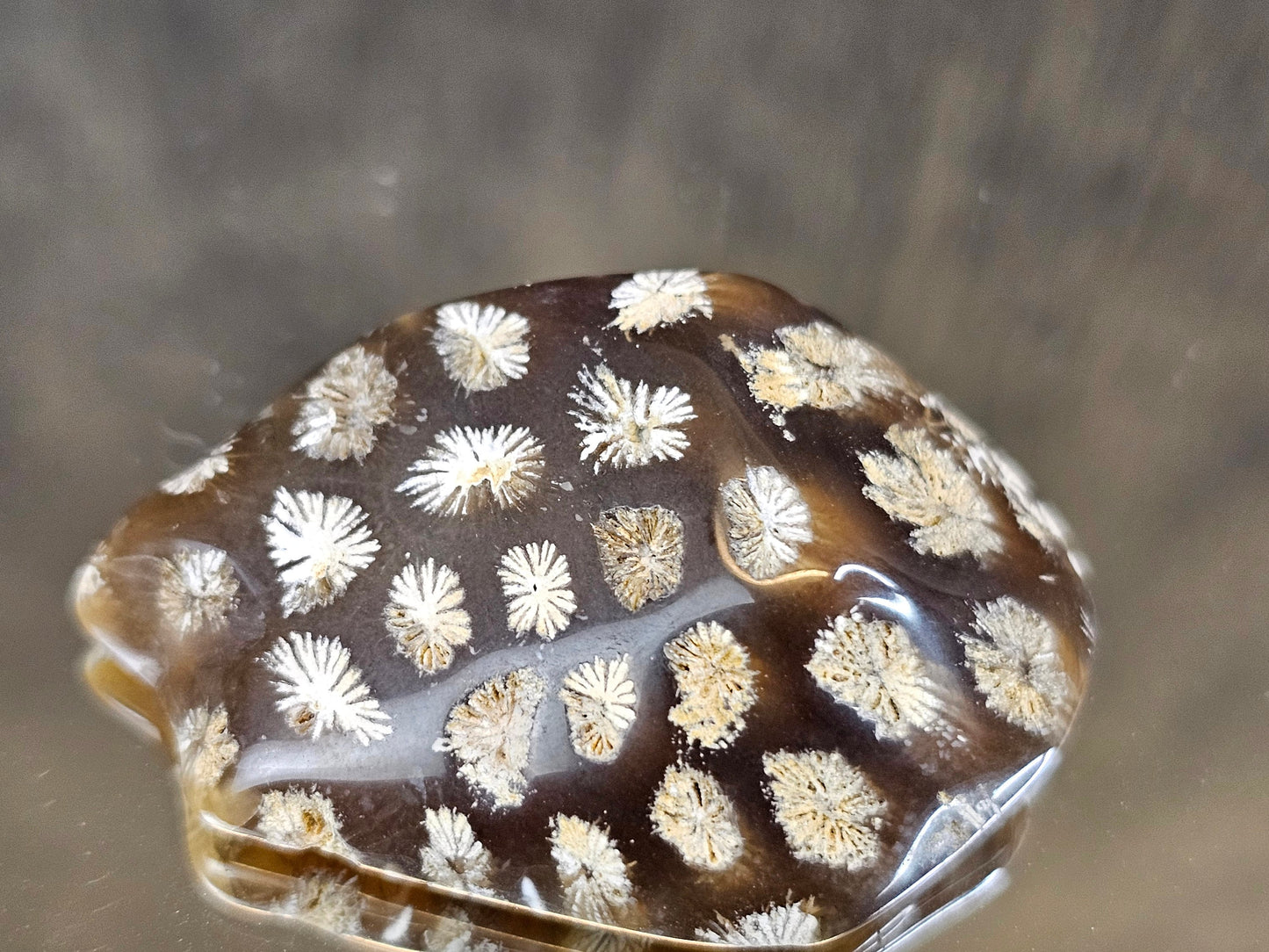 Rare Agate Coral Crystal Fossil Cabochon - UK (#9)