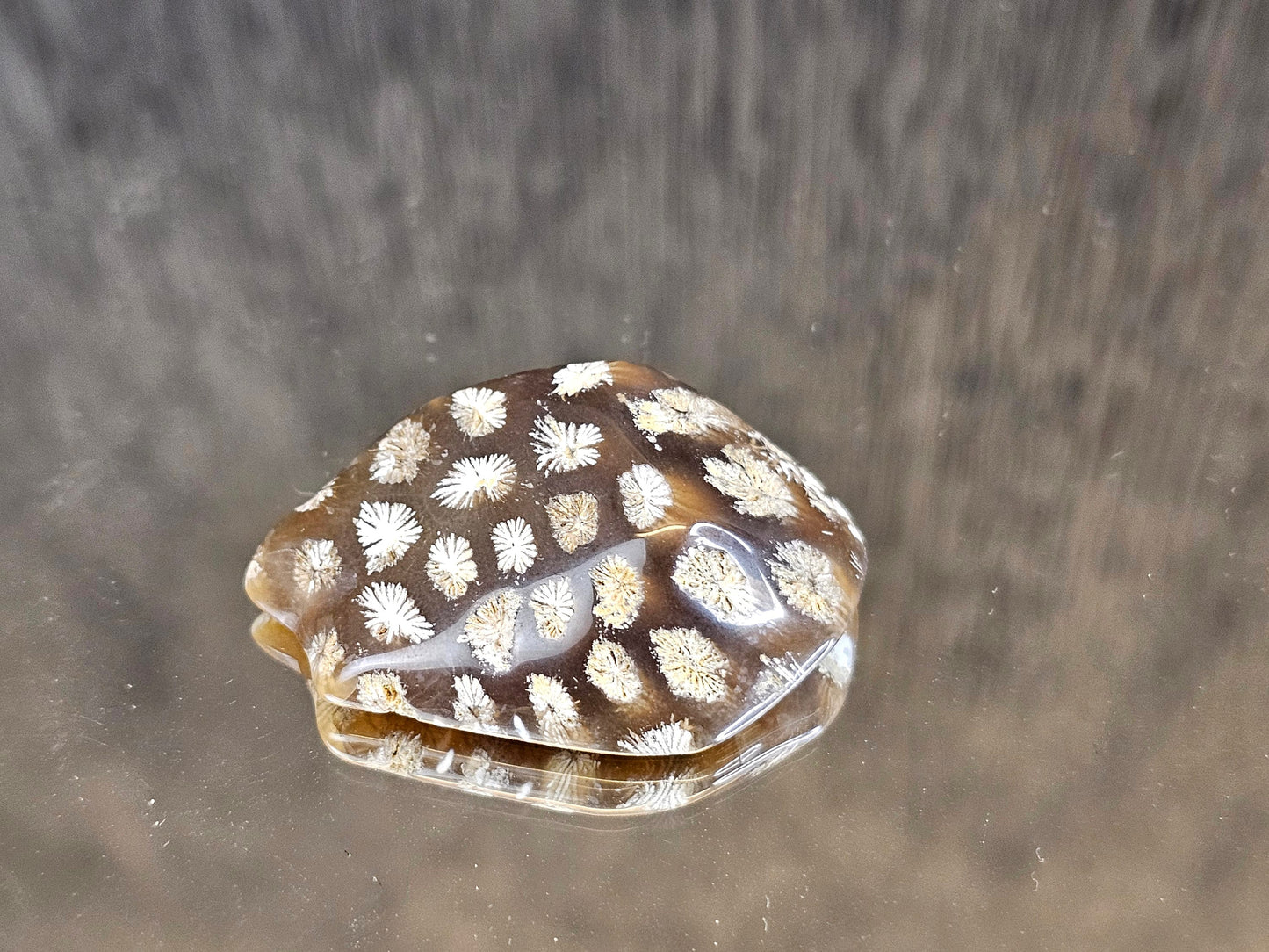 Rare Agate Coral Crystal Fossil Cabochon - UK (#9)