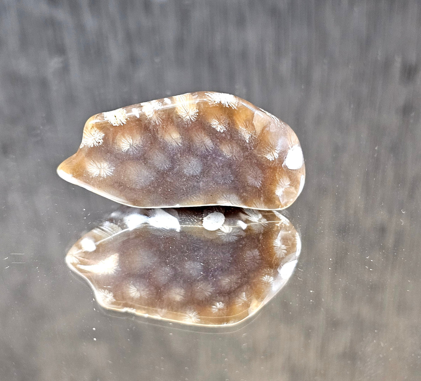 Rare Agate Coral Crystal Fossil Cabochon - UK (#9)