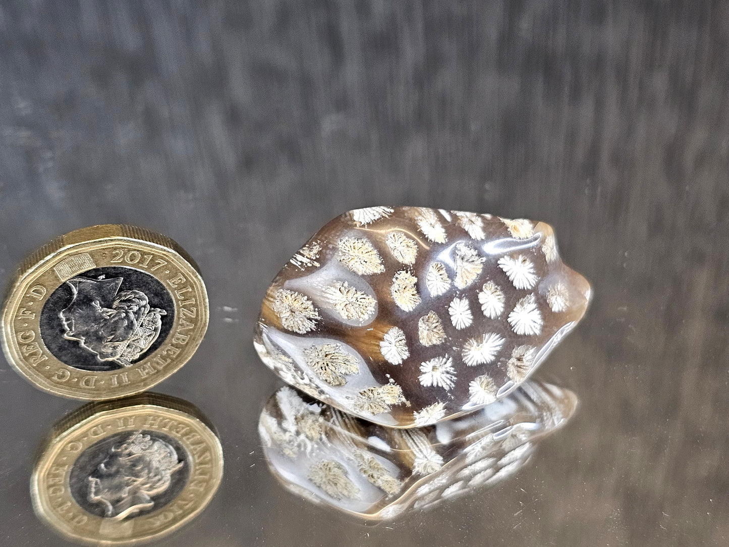 Rare Agate Coral Crystal Fossil Cabochon - UK (#9)