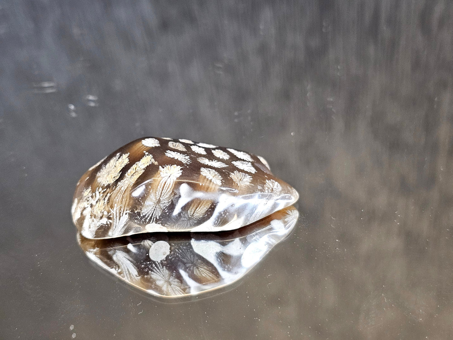 Rare Agate Coral Crystal Fossil Cabochon - UK (#9)