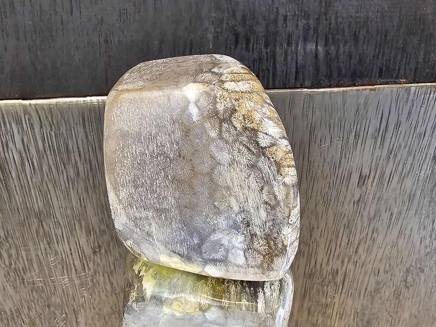 Rare Agate Coral Crystal Fossil - UK (#6)