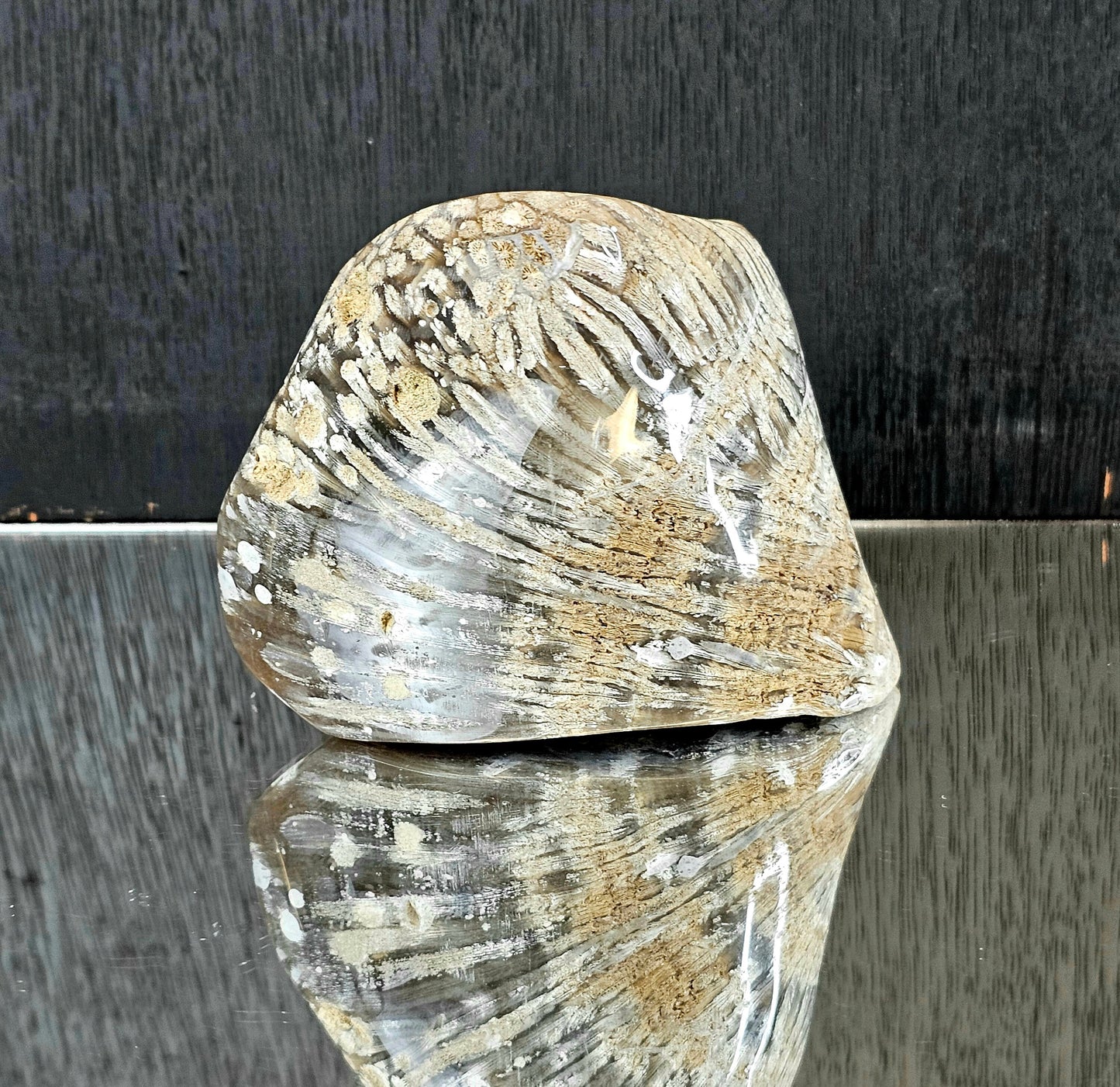 Rare Agate Coral Crystal Fossil - UK   (#4)