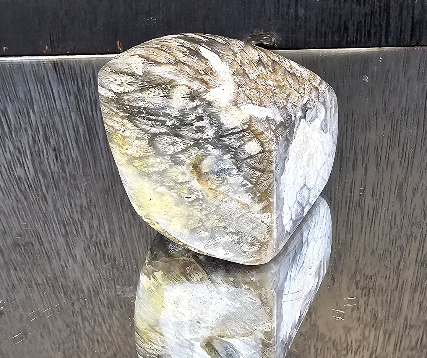 Rare Agate Coral Crystal Fossil - UK (#6)