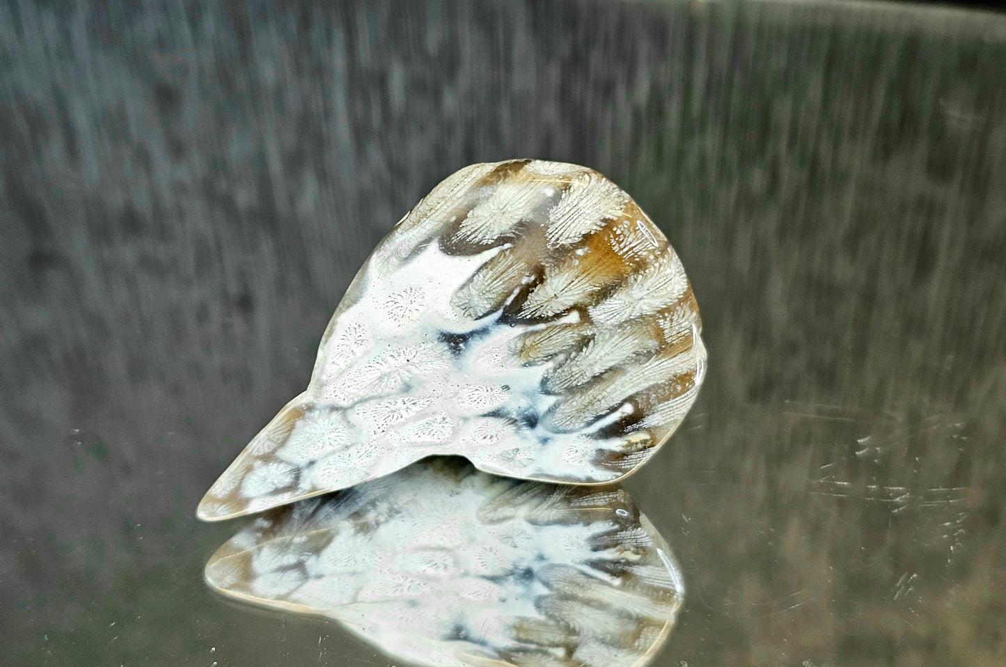 Rare Agate Coral Crystal Fossil - UK (#5)