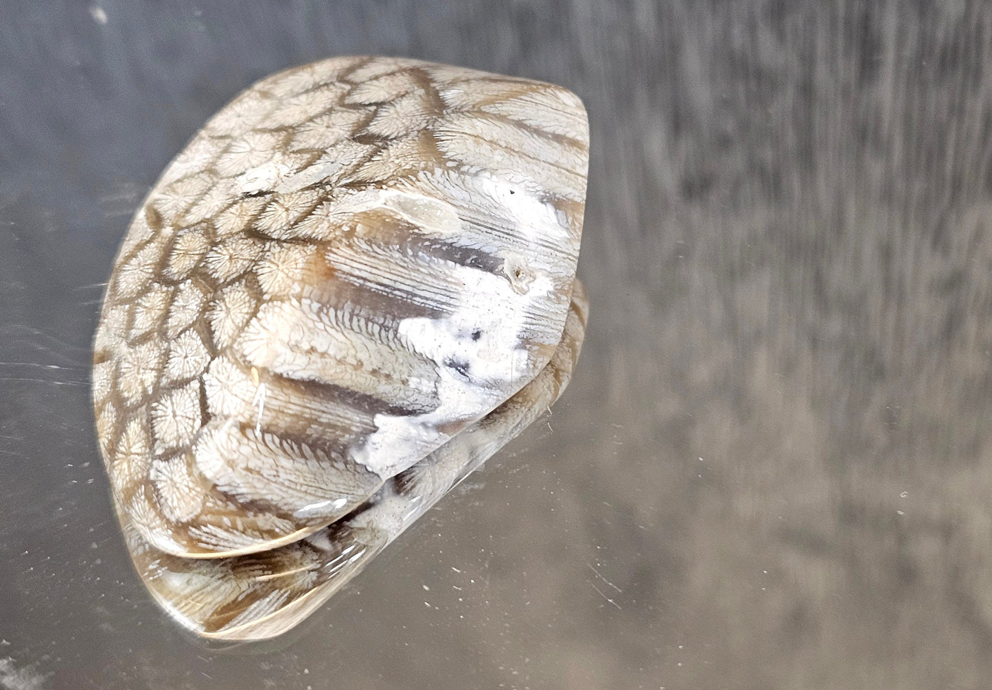 Rare Agate Coral Crystal Fossil - UK (#3)