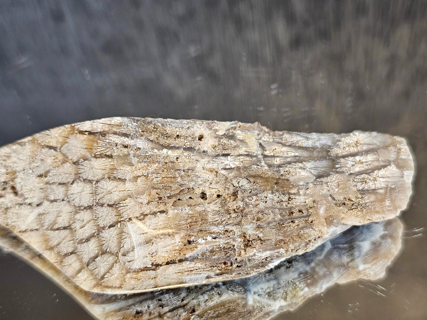Rare Agate Coral Crystal Fossil - UK (#2)