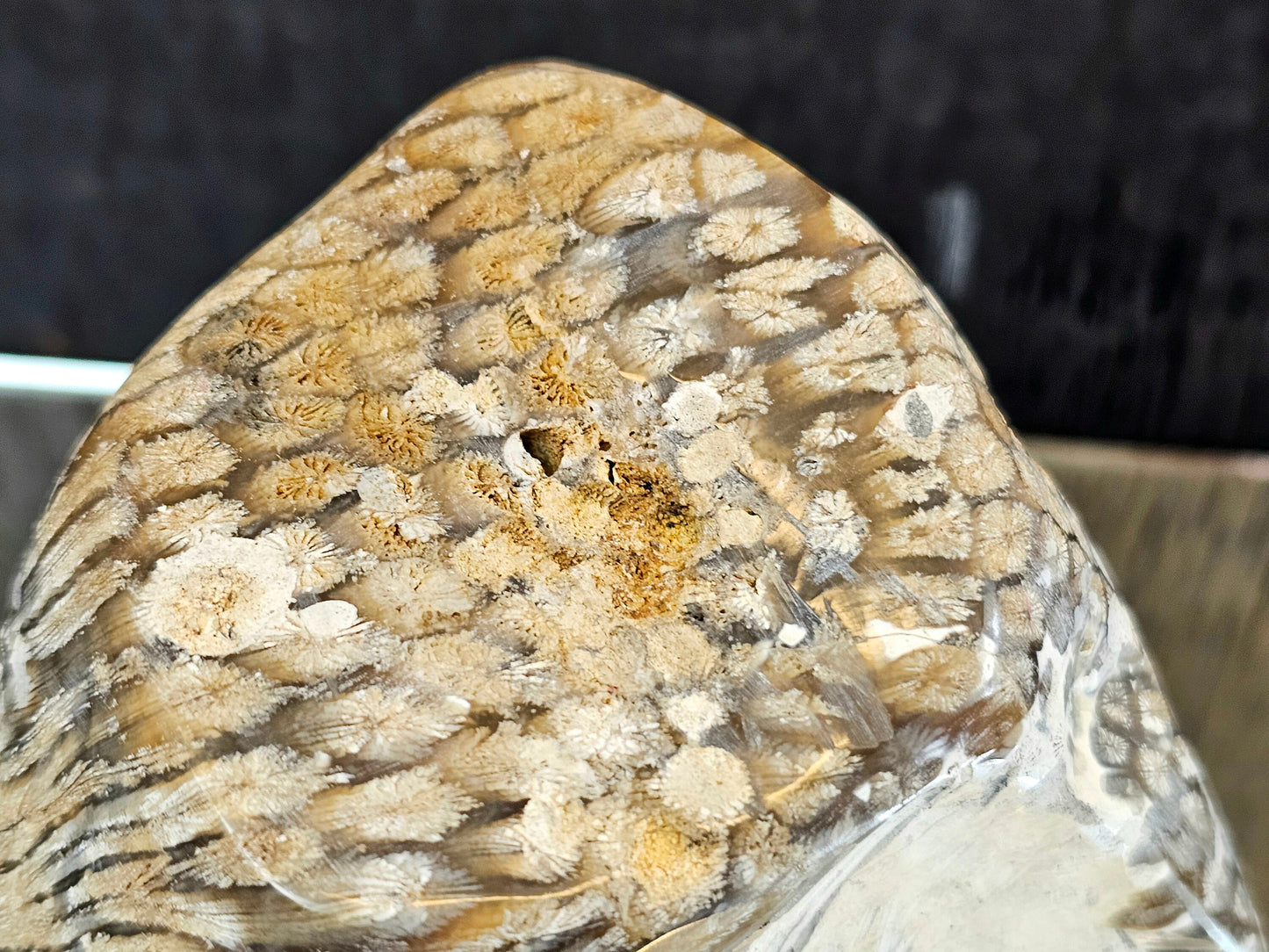 Rare Agate Coral Crystal Fossil - UK   (#4)