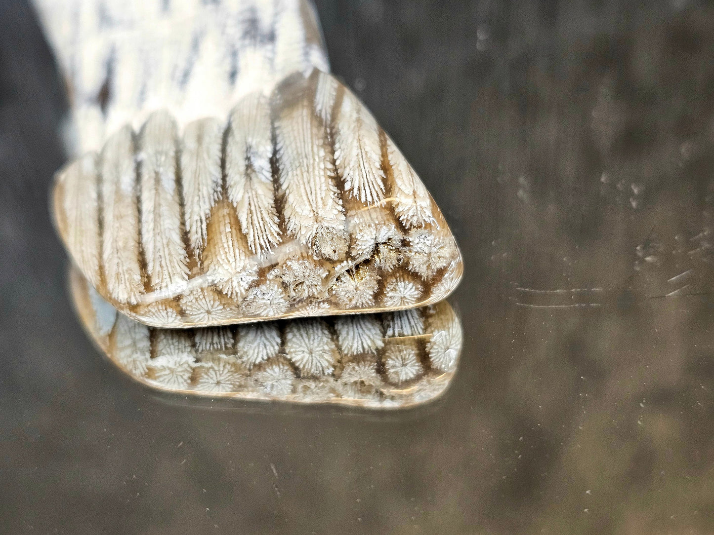 Rare Agate Coral Crystal Fossil - UK (#1)