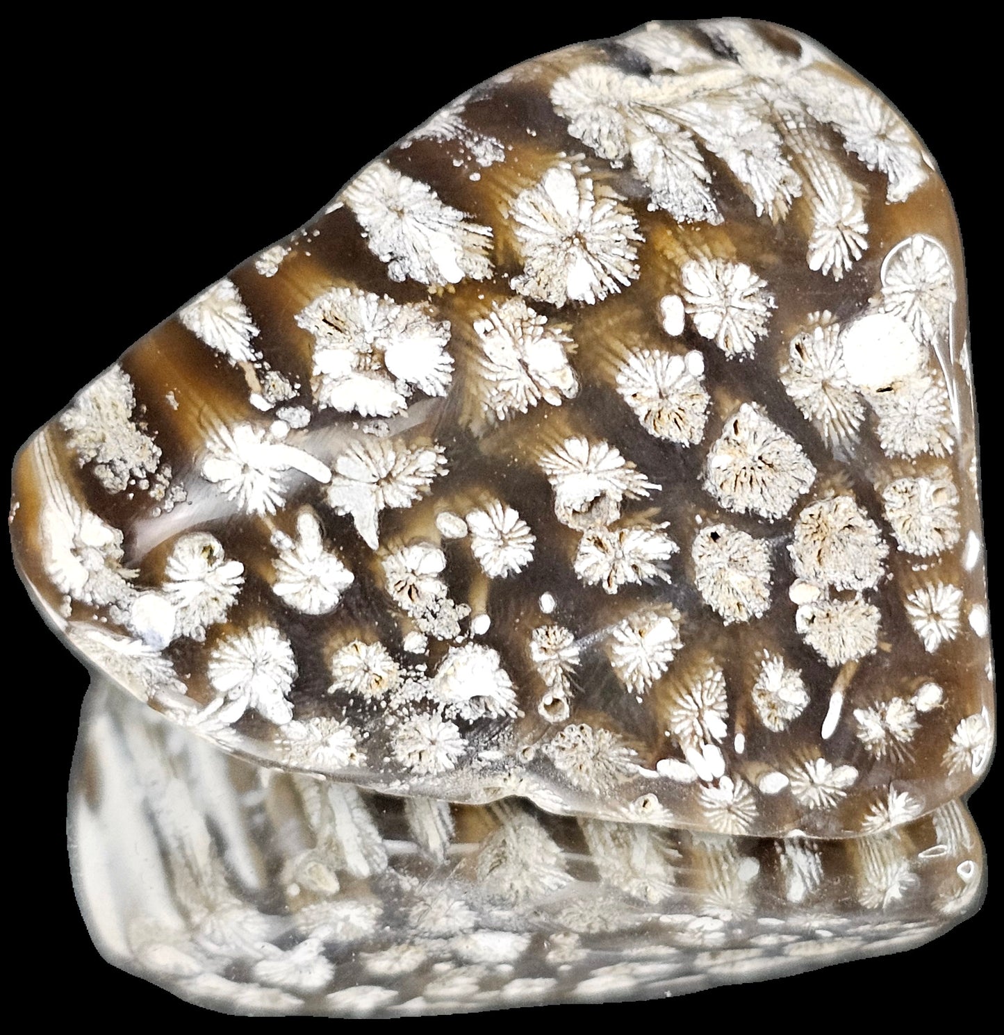 Rare Agate Coral Crystal Fossil - UK tumblestone  (#19)