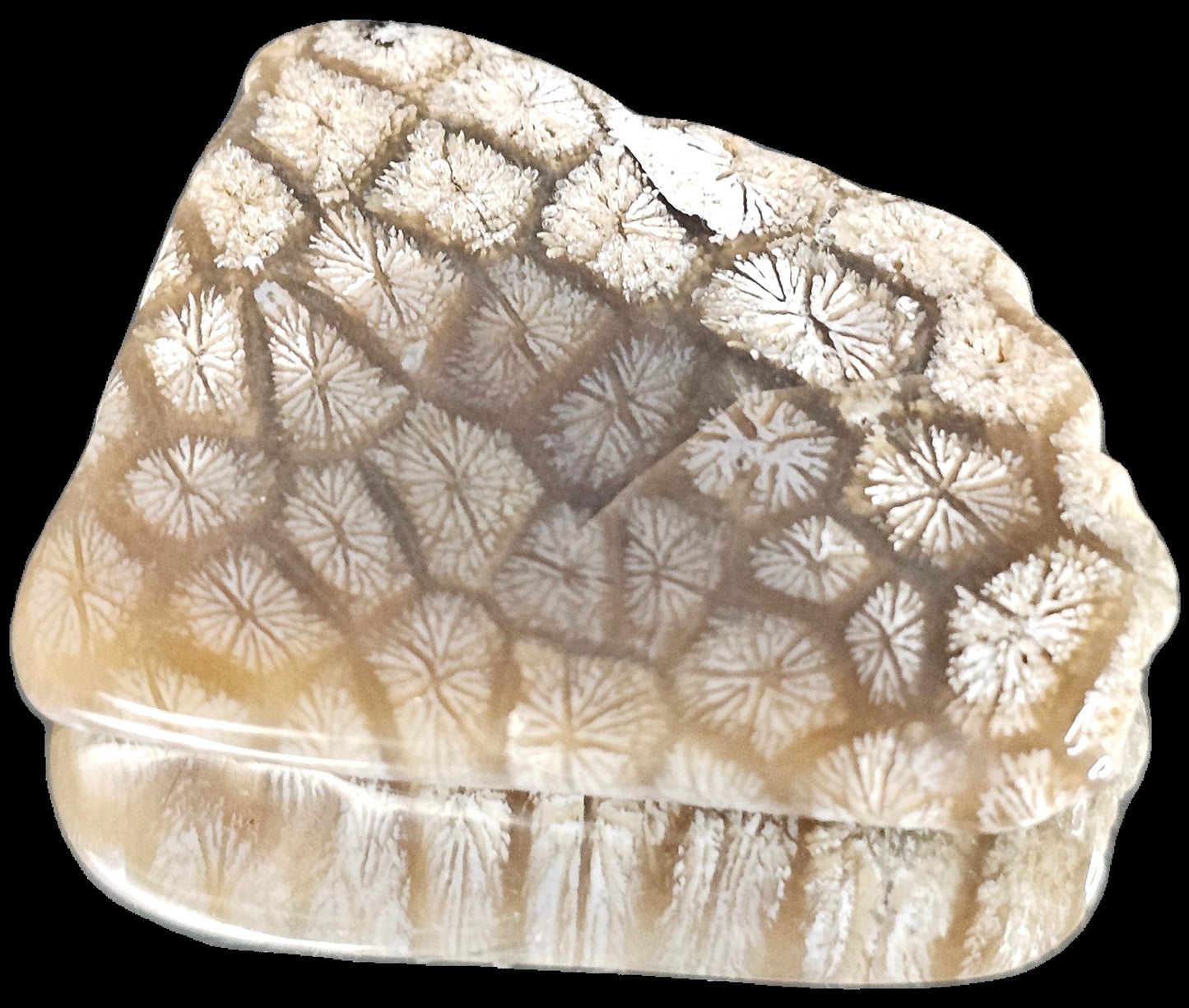 Rare Agate Coral Crystal Fossil - UK Cabochon  (#18)