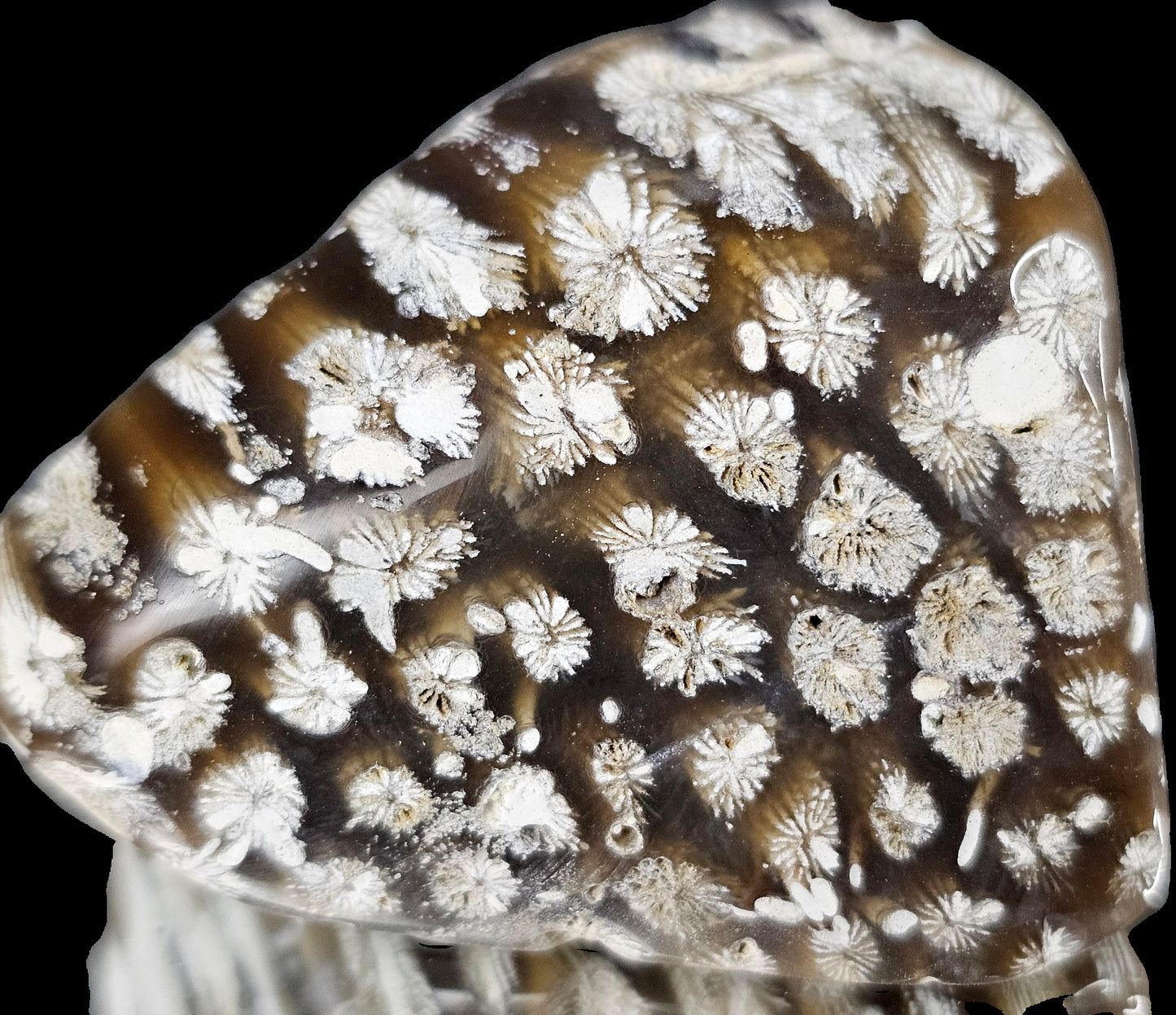 Rare Agate Coral Crystal Fossil - UK tumblestone  (#19)