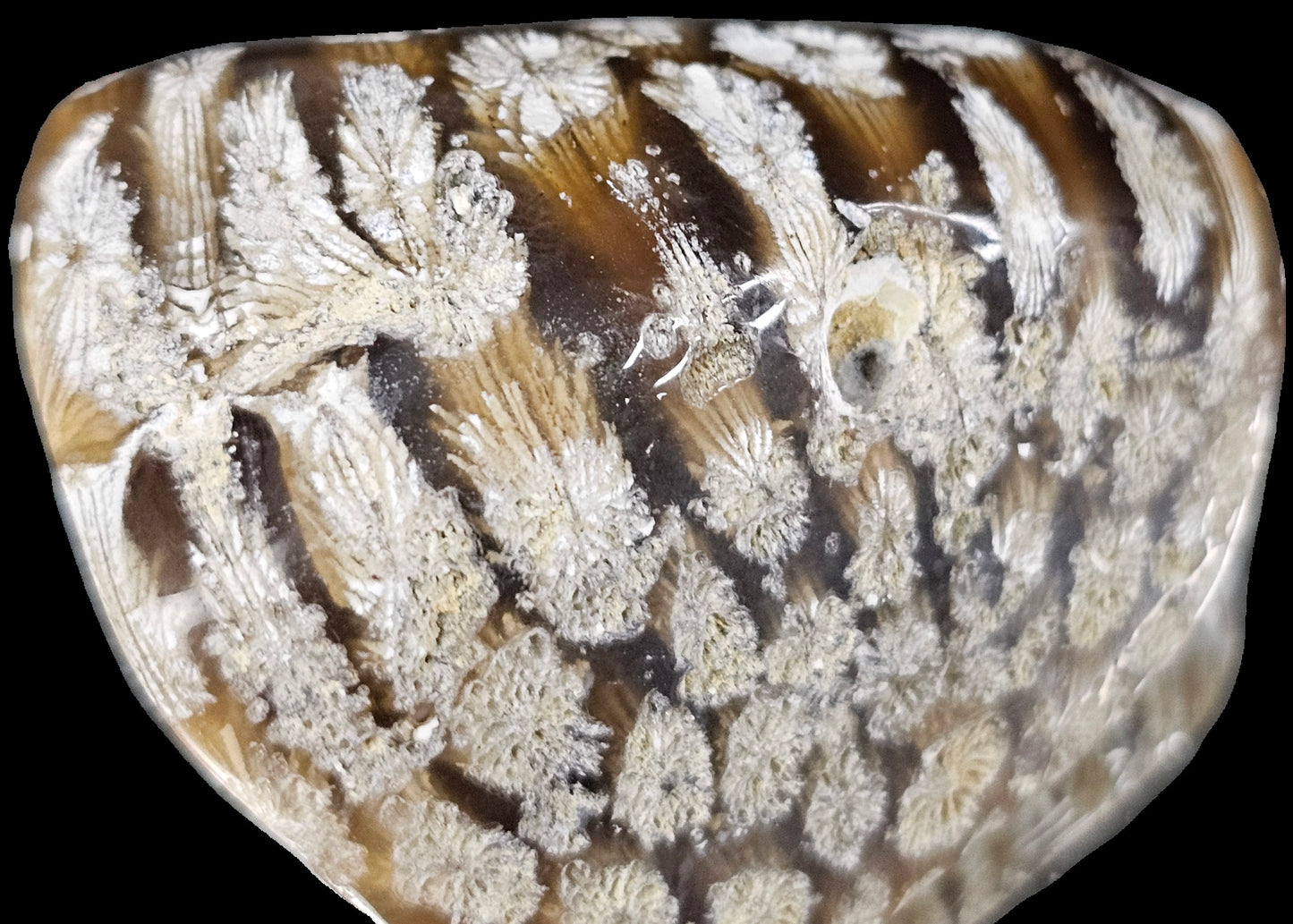 Rare Agate Coral Crystal Fossil - UK tumblestone  (#19)