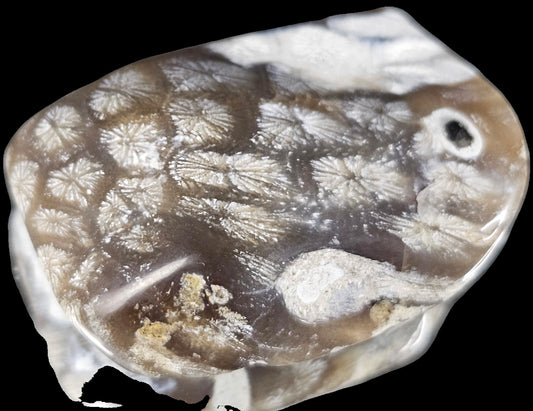 Rare Agate Coral Crystal Fossil - UK Tumblestone  (#16)